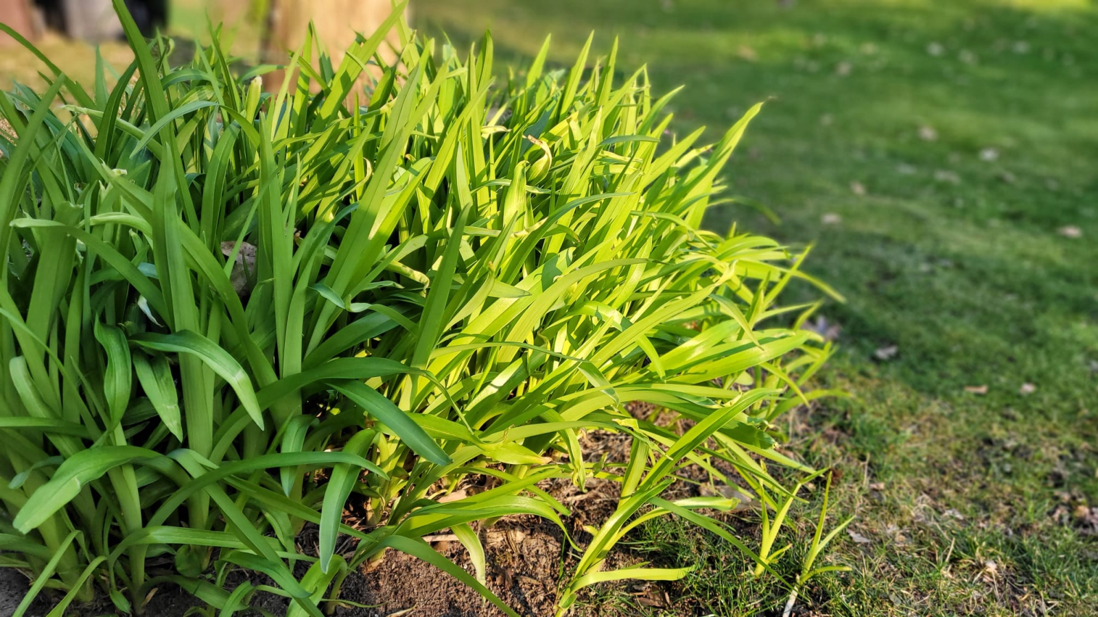 Taglilien im März