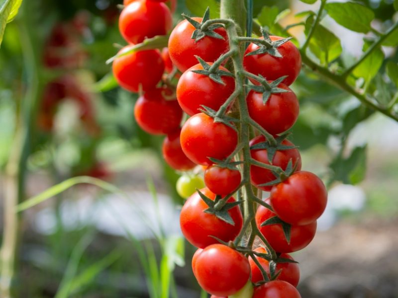 Tomaten-Anbau.jpg